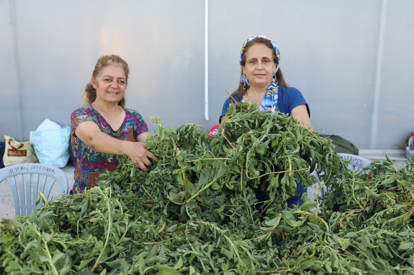 Üç ay önce ekimi yapılan Stevia Bitkisi ve Moringa Çayı Bitkisinin ilk hasadından büyük verim elde edildi “AKDENİZ BELEDİYESİ, DAĞI BAĞA ÇEVİRDİ”